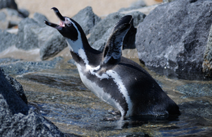 Bild Pinguin Kontakt